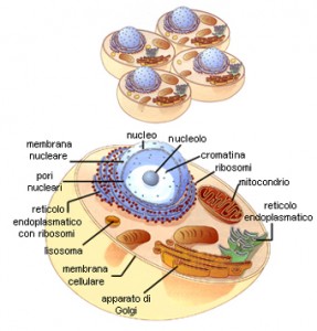 cancro-cura